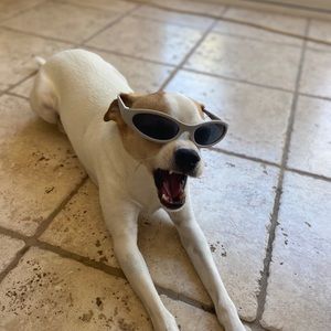 🕶🐶